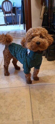 Knit Turtleneck Sweater for Small Dogs