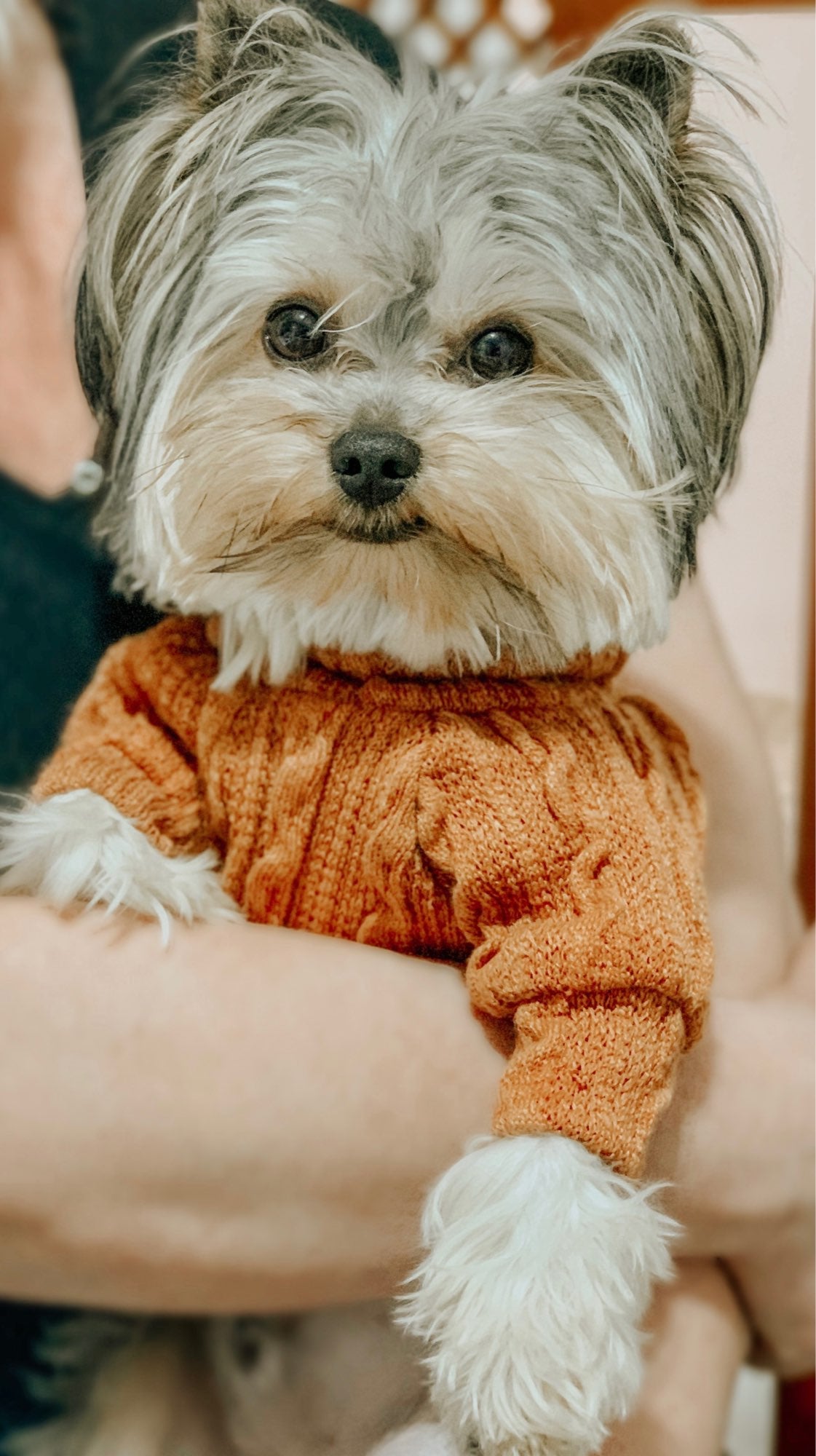 Knit Turtleneck Sweater for Small Dogs