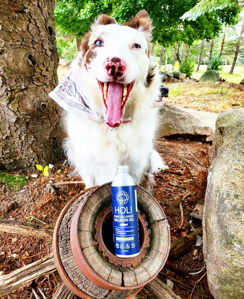 HOLI Icelandic Salmon Oil for Dogs