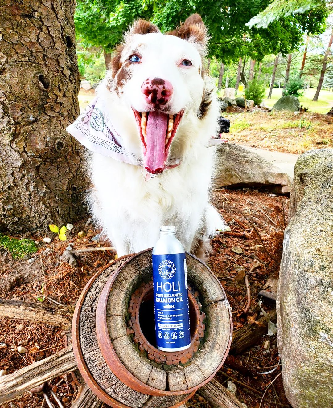 HOLI Icelandic Salmon Oil for Dogs